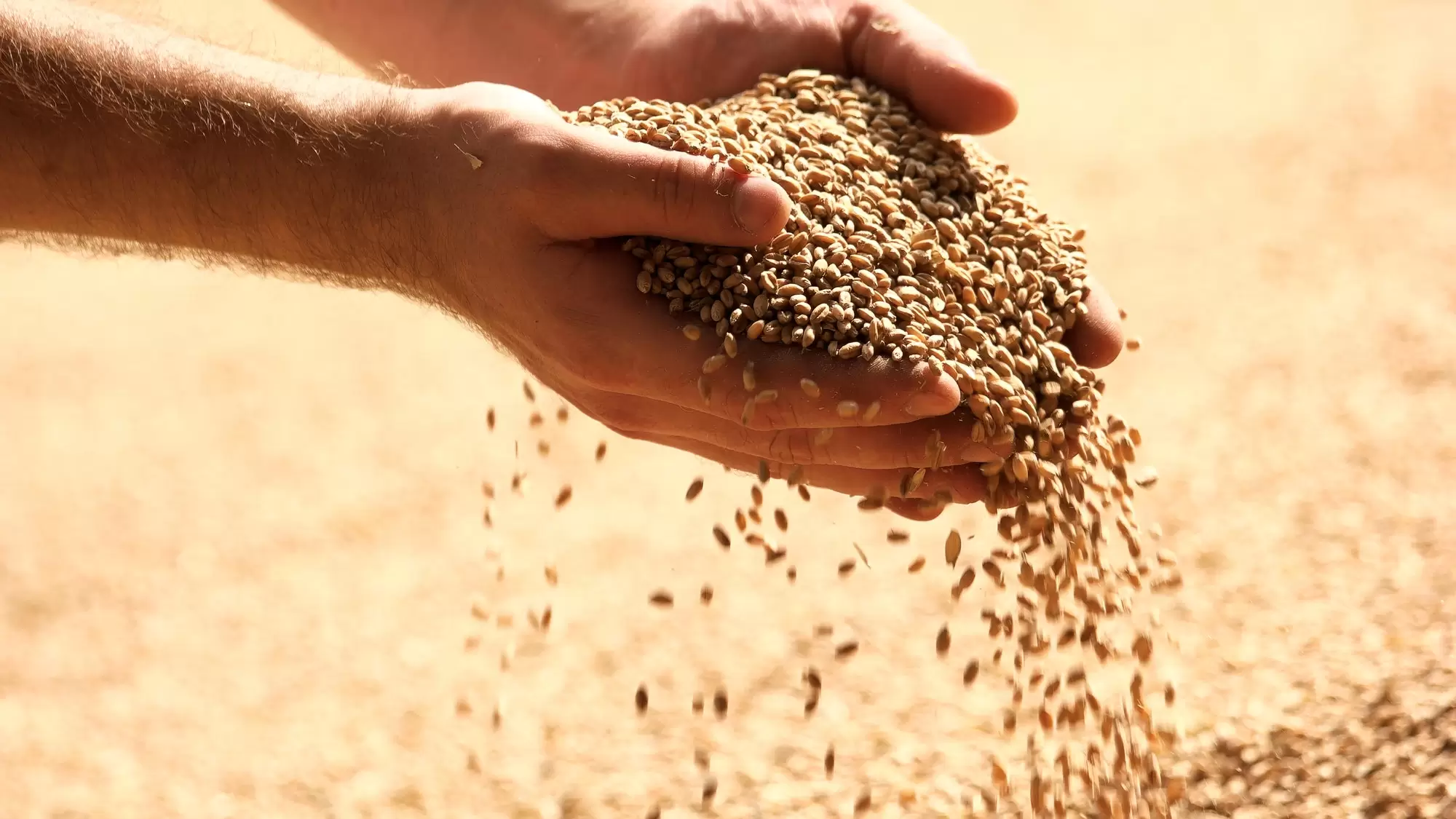 Wheat grains in hands at mill storage.